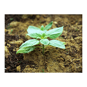 Soil analysis service "Analysis of construction-generated residual soil"