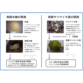 Development of manufacturing processes for pharmaceuticals and food using microorganisms.