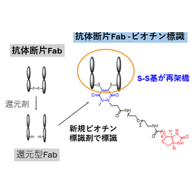 導入位置や数量を制御可能な新規ビオチン標識剤［埼玉大学］