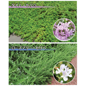 【Low cost, low maintenance, NETIS registered】Herbaceous plants and ground cover【2】