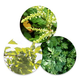 Notice of Recruitment for Companies Selling and Installing Plant Catalysts