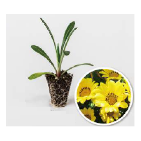 【Low Cost, Low Maintenance, NETIS Registered】Herbaceous Plants and Ground Cover【1】