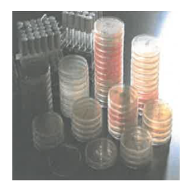 Microbial breeding