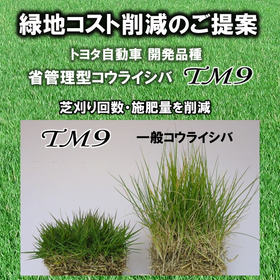 トヨタが開発： 緑地コスト削減・環境貢献にコウライシバ「TM9」