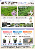這性 ハーブ・セリぺ『SELIPE』国土交通省新技術　NETIS登録公開商品