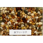 選べる天然石【赤フリージア】