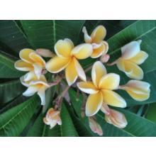 園芸植物　プルメリア