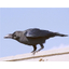 【基礎知識】カラスについての知識