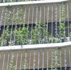登はん型壁面緑化『ワインリーフスクリーン』