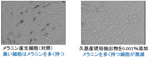 美白・ 抗老化素材『久慈産琥珀抽出物』