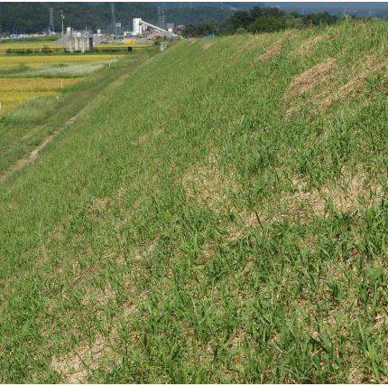 法面緑化に最適　「チガヤマット」