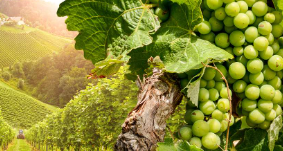 錯化剤『Marasperse AG』