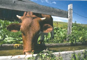 パルス式水処理装置「Vulcan」農業への応用