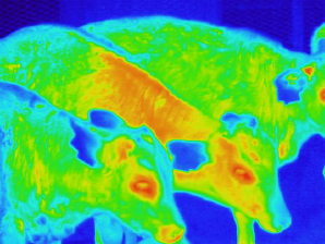 サーモグラフィによる家畜の体調管理