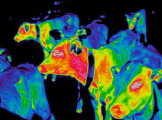 サーモグラフィは薬剤に頼らない体調管理が可能
