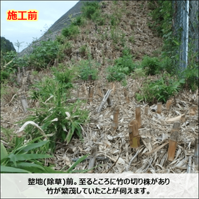 Bamboo Damage Countermeasure "Take Guard Method" 7-Year Case Study