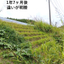 Slope greening achieved through weed control for road management.
