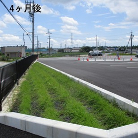 雑草に埋もれた植栽(ツツジ)を更新。植生シートより管理が楽に