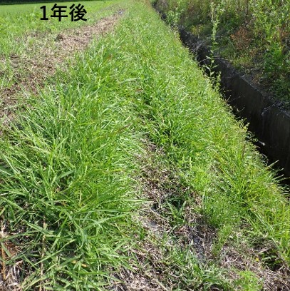 【テーマパーク向け】畦畔の草刈りメンテナンスを楽に