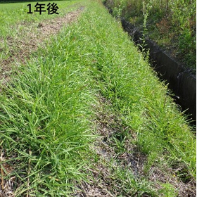 【大学研究向け】畦畔の草刈り(メンテンナンス)を楽に