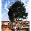 Soil Improvement Law Designated Soil Improvement Material "Isolite CG"
