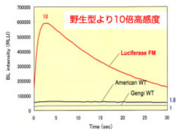 ルシフェラーゼFM（高感度ルシフェラーゼ）