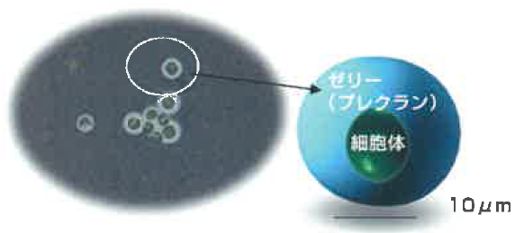 機能性化粧品素材『プレクラン』