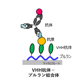 ナノ抗体提示多糖を用いた高感度免疫測定［埼玉大］