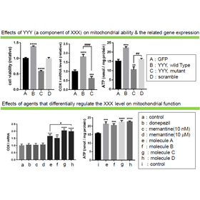 Tohoku University Technology: New method for screening mitochondrial function-enhancer: T17-024