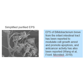 Tohoku Univ. Technology：Methods to promote EPS production by bifidobacteria：T19-798