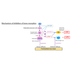 Tohoku Univ. Technology:Inhibitor of bone resorption: T22-213