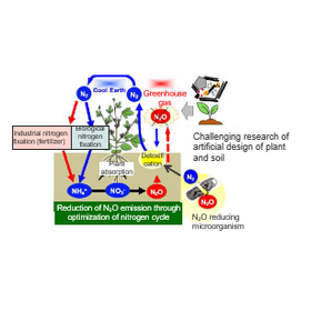 Tohoku Univ. Technology： Rhizobia that reduce soil N2O：T20-2323