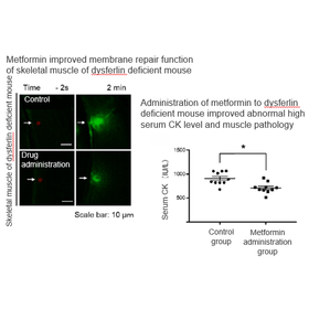 Tohoku University Technology:Candidate of therapeutic drug for muscular dystrophy: T16-108