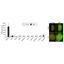 Tohoku Univ. Technology: Epo-deficient GFP anemic mice： T10-050