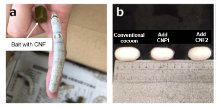 Cellulose String Thread Tohoku Univ. Technology:Silk thread with dispersion reinforced ...