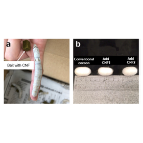 Tohoku Univ. Technology:Silk thread with dispersion reinforced cellulose nanofibers:T18-097