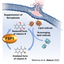 Tohoku University Technology: Compounds that suppress ferroptosis: T20-485