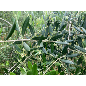 オリーブわい化栽培技法『Oliveious Method』