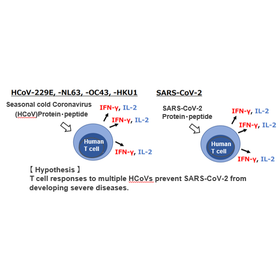 Tohoku Univ. Technology：New method to assess severity risk of COVID-19 infection：T20-3125