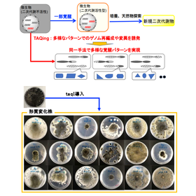 東北大学<em>技術</em>：TAQingシステムを糸状菌に応用：T22-154