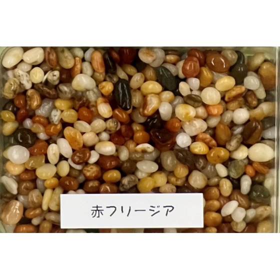 赤フリージア.jpg