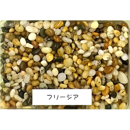 フリージア.jpg
