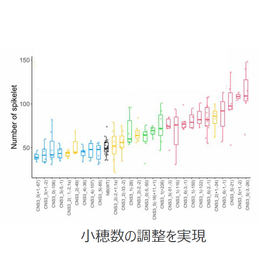 東北大学技術：イネ科植物の遺伝子発現段階的制御：T22-344