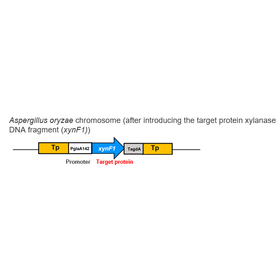 Tohoku Univ. Technology：Aspergillus...