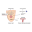 Tohoku Univ. Technology：A novel therapeutic target Vasohibin-2: T18-447_T12-072