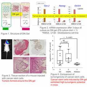 Hokkaido Univ. Technology: Gel for Rapid Induction of Cancer Stem Cells: HK24-014