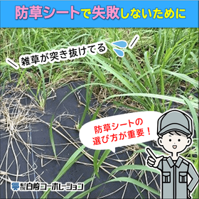 防草シート選定のポイントとは?長期的な維持管理コスト削減に向けて