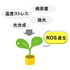 植物活性スクリーニング方法［公立諏訪東京理科大学］