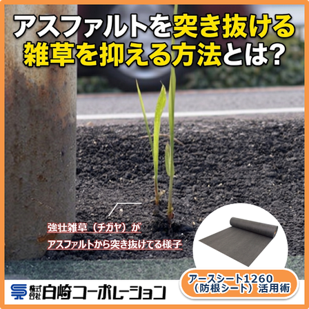 メイン.png