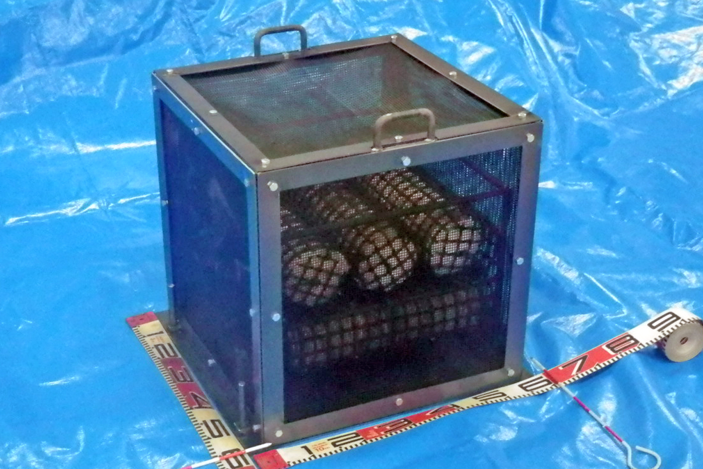 ナマコのゆりかご